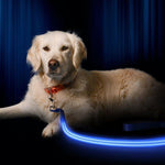 Blue Moon LED Collar + Leash Combo Set