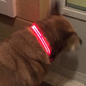 Ruby Red LED Dog Collar