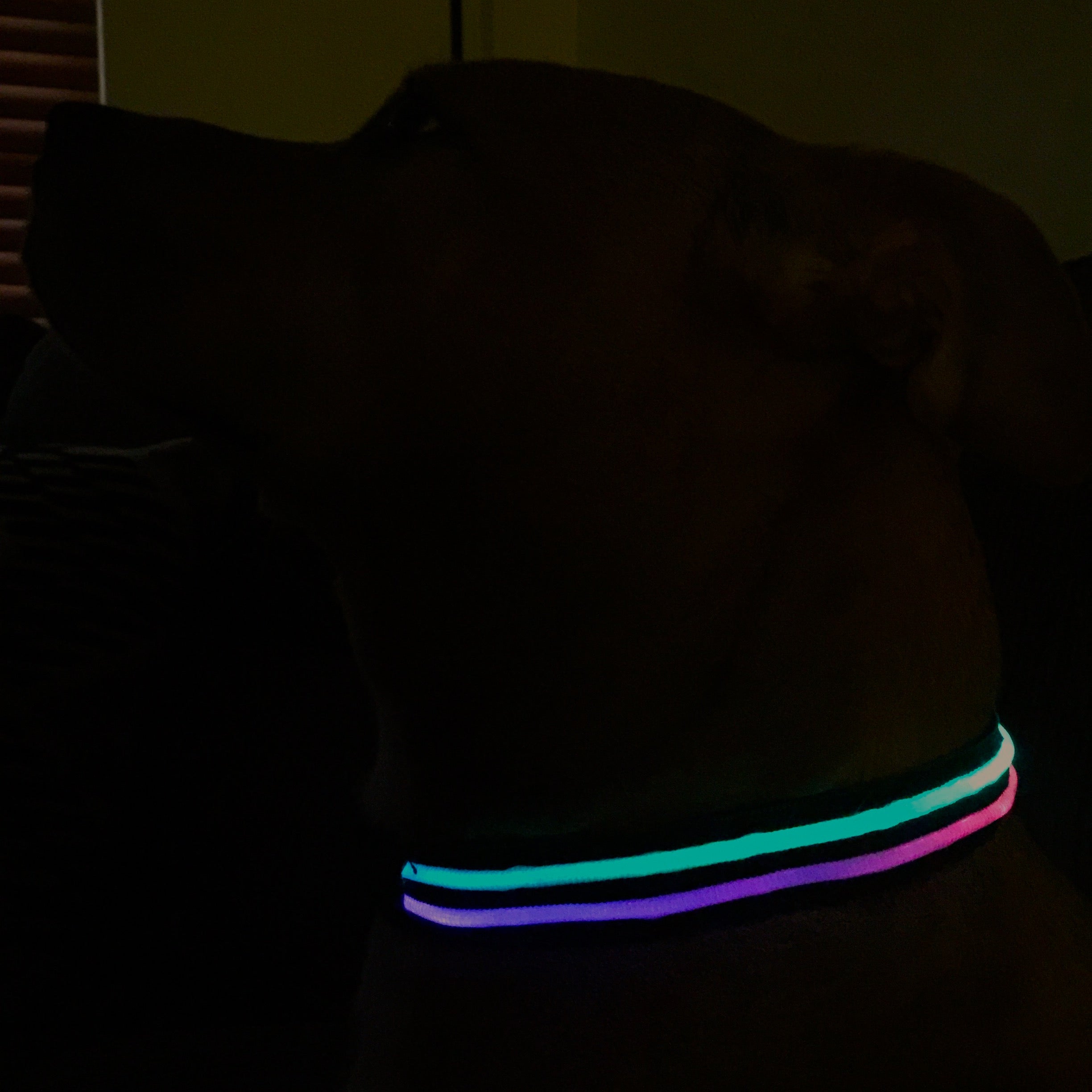 Ultimate Dual Rainbow LED Dog Collar