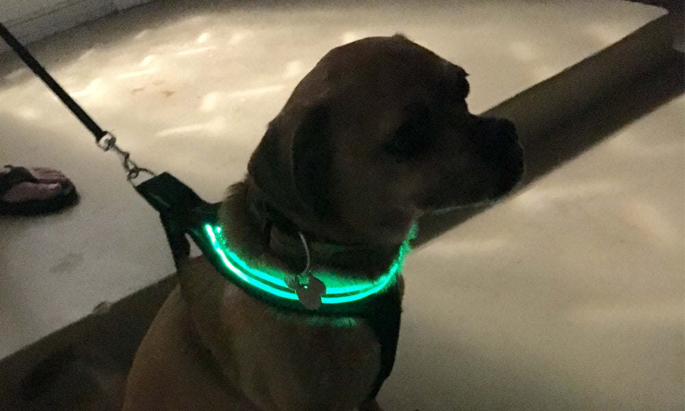 Sale! Blue LED Light Up Glow Dog Harness