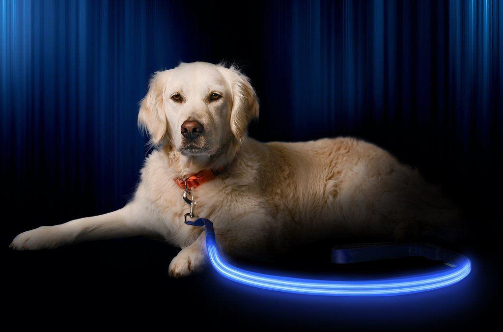 Blue Moon LED Dog Leash - 6ft